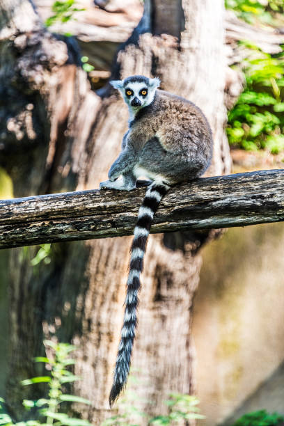 lemur at rest rest of a lemur on a branch lemur catta stock pictures, royalty-free photos & images