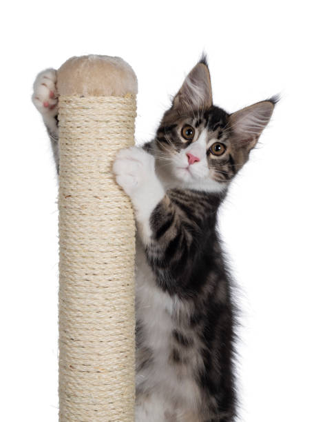 istock Maine Coon cat kitten on white background 1311611259