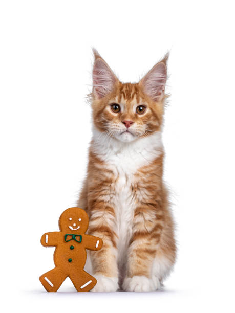 istock Red Maine Coon cat kitten on white 1311611380