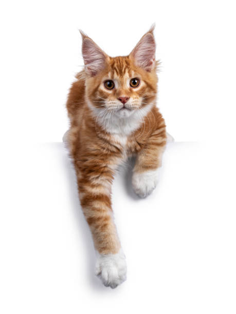 istock Red Maine Coon cat kitten on white 1311611410