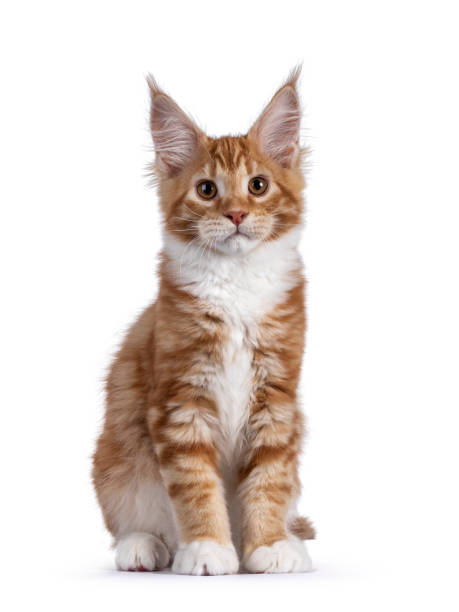 istock Red Maine Coon cat kitten on white 1311611469