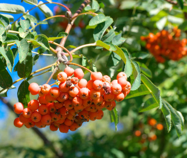 istock ashberry at dry sunny summer day 1311613290