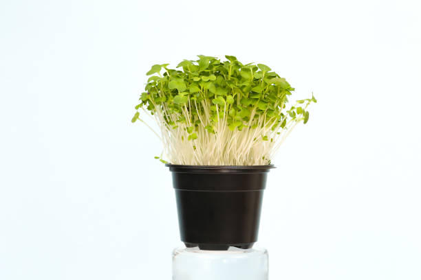 Bok choy microgreens in black pot. Micro greens arugula sprouts on light blue background. Young plants, seedlings and sprouts. Mockup, Macro, close up.