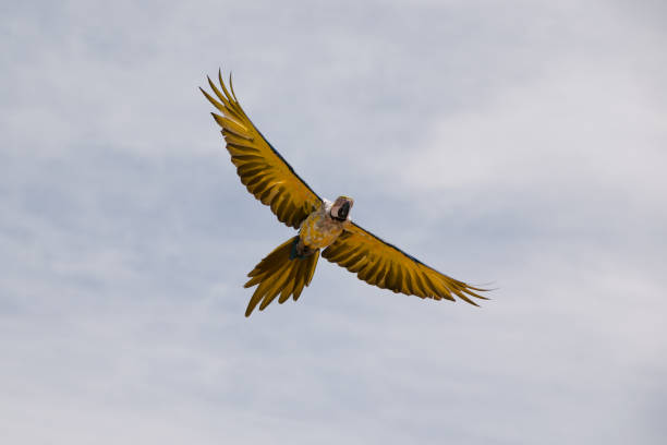 istock Blue and yellow macaw in wild flight 1311615747