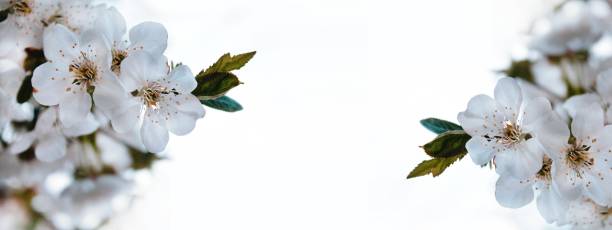 istock flowers on a white background. banner. plenty of space for text 1311616287