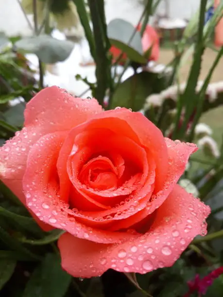 A red rose covered by morning dew.