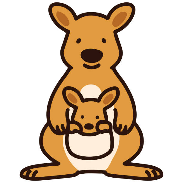 ilustraciones, imágenes clip art, dibujos animados e iconos de stock de esbozado simple y lindo canguro madre y canguro bebé - young animal mother kangaroo family