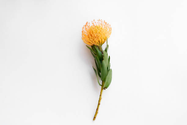 istock Bright colourful tropical flowers. 1311621262