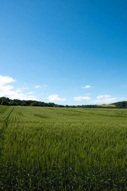 istock Summer green wheat fields against the blue sky 1311621981