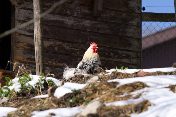 istock White and black rooster at farmhouse. 1311622018