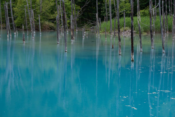 istock Blue pond in early summer in Biei 1311622227