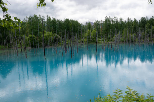 istock Blue pond in early summer in Biei 1311622241
