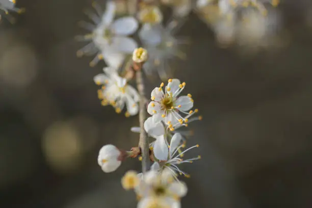 Blossom of the hawthorn bush Crataegus, showing white flowers in early spring sunshine.  The plant provides food and shelter for many wild bird and mammal species species.  Shot in the United Kingdom in April.