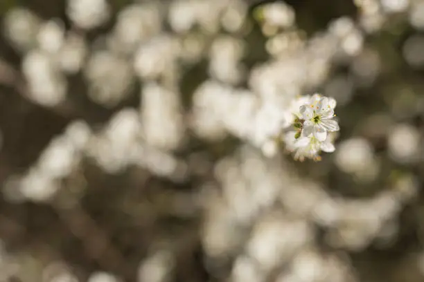 Blossom of the hawthorn bush Crataegus, showing white flowers in early spring sunshine.  The plant provides food and shelter for many wild bird and mammal species species.  Shot in the United Kingdom in April.