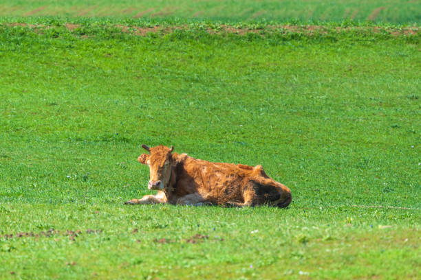 istock Skinny cow resting on a green meadow 1311622768