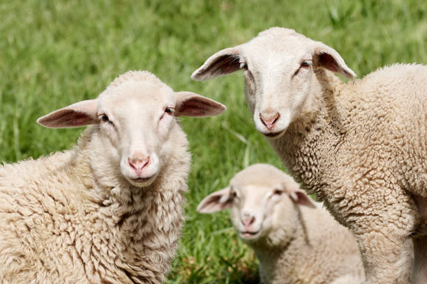 nahaufnahme von weißen lämmern auf grünem grasfeld während eines sonnigen tages auf dem bauernhof. - sheep stock-fotos und bilder