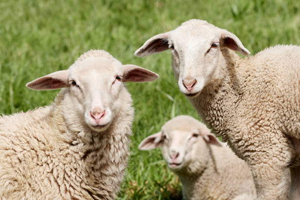 plan rapproché des agneaux blancs sur le domaine vert d’herbe pendant une journée ensoleillée sur la ferme. - sheep photos et images de collection