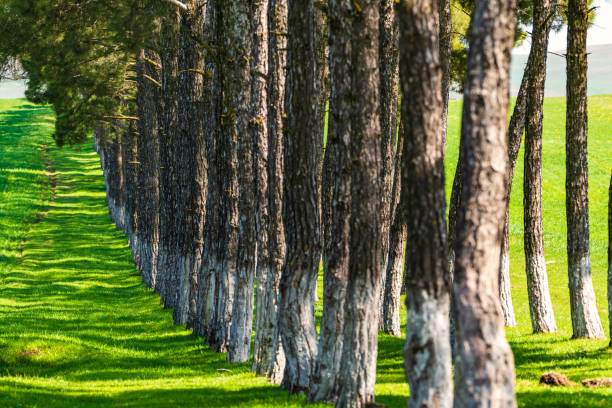 Green alley of pine trees