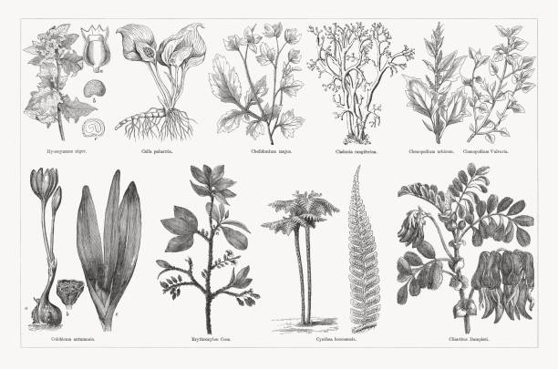Useful and medicinal plants, wood engravings, published in 1893 Useful and medicinal plants, top: Henbane (Hyoscyamus niger), a-opened calyx, b-seed, c-seed (cross section); Water arum (Calla palustris); Greater celandine (Chelidonium majus); Reindeer lichen (Cladonia rangiferina); City goosefoot (Oxybasis urbica, or Chenopodium urbicum); Stinking goosefoot (Chenopodium vulvaria). Below: Autumn crocus (Colichicum autumnale), a-blossom, b-seed capsule (cross section), c-leaves; Coca plant (Erythroxylum coca, or Erythroxylon coca); Cyathea caracasana (or Cyathea boconensis); Sturt's desert pea (Swainsona formosa, or Clianthus dampieri). Wood engravings, published in 1893. tree fern stock illustrations