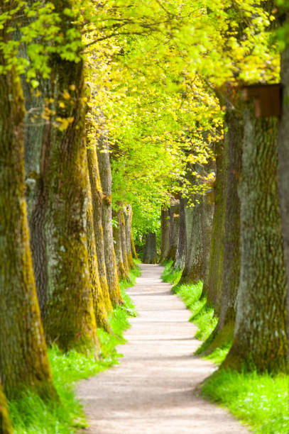 pequeño sendero a través del callejón de roble - avenue tree fotografías e imágenes de stock