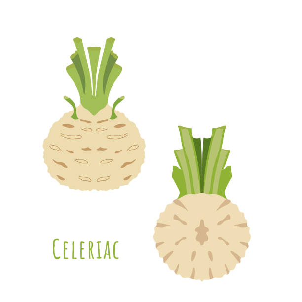 illustrazioni stock, clip art, cartoni animati e icone di tendenza di sedanocco intero e la sua metà isolata su bianco - celery leaf celeriac isolated