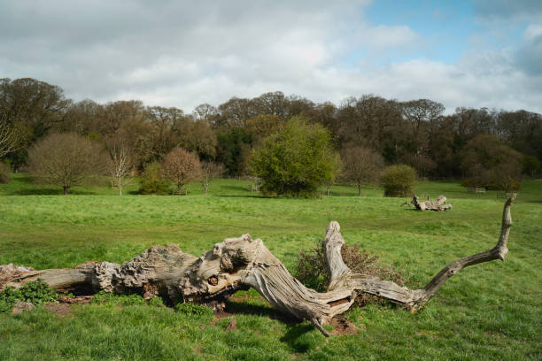 istock Storm damage to established trees on public parkland in Beverley, UK. 1311625481