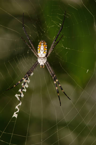 istock Signature Spider on web, Argiope aurantia, West Bengal, India 1311626096