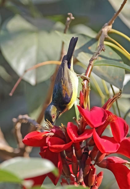 istock Brown-throated Sunbird 1311627522