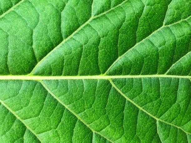 istock Extreme close up background texture of backlit green leaf veins 1311628938