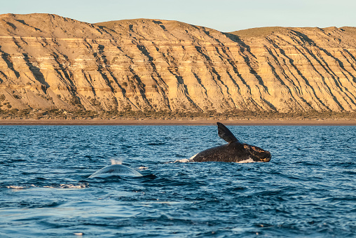 Humpback whale and calf swimming past in the deep blue clear Pacific Ocean. Photographed off the tropical island of Vava’u, Kingdom of Tonga.