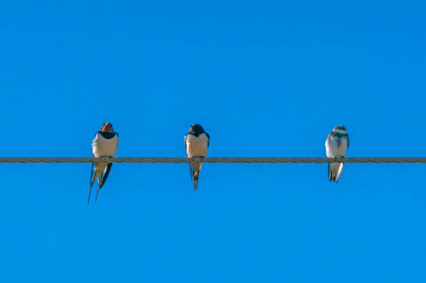 The first swallows and sand martins of Spring in the UK, April 2021. These have just completed a marathon migration and are resting in Spring sunshine on a telephone wire.
