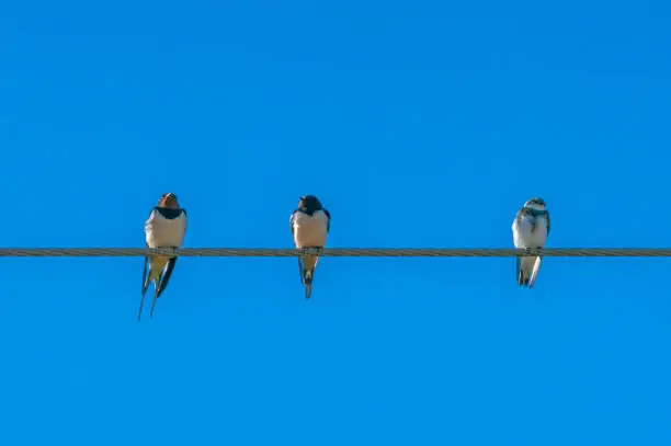 The first swallows and sand martins of Spring in the UK, April 2021. These have just completed a marathon migration and are resting in Spring sunshine on a telephone wire.
