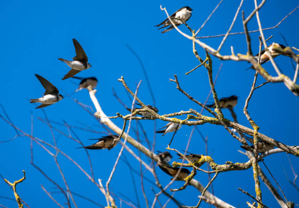 istock Swallows and sand martins resting after their flight from Africa 1311629370