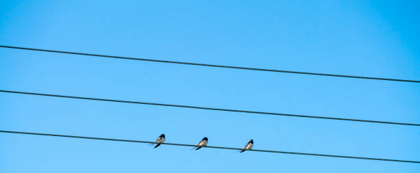 istock Swallows and sand martins resting after their flight from Africa 1311629445
