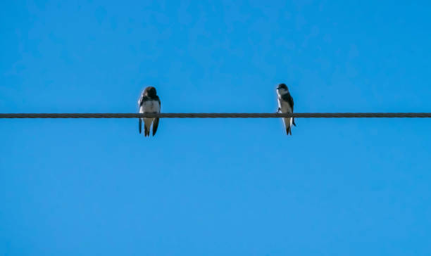 istock Swallows and sand martins resting after their flight from Africa 1311630190