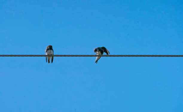 istock Sand martins resting after their flight from Africa 1311630371