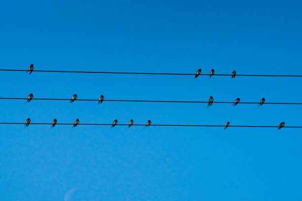 The first swallows and sand martins of Spring in the UK, April 2021. These have just completed a marathon migration and are resting in Spring sunshine on a telephone wire.
