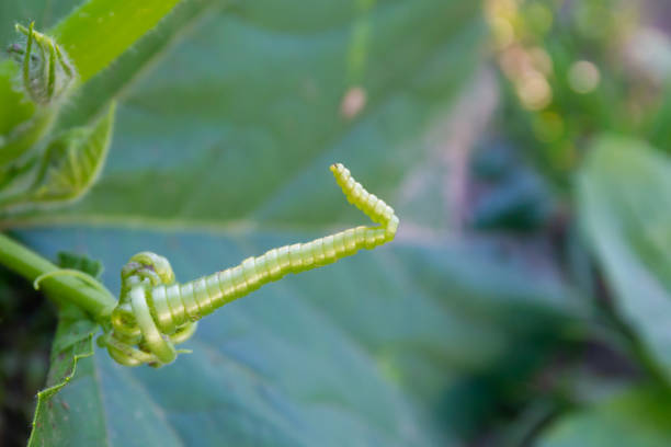 istock plant tendrils pumpkin spun in a spiral macrophotography 1311630547
