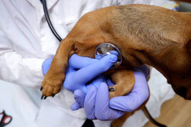 istock Veterinarian examines the dog with a stethoscope 1311630662
