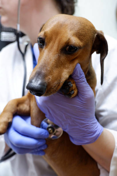 istock Veterinarian examines the dog with a stethoscope 1311630663
