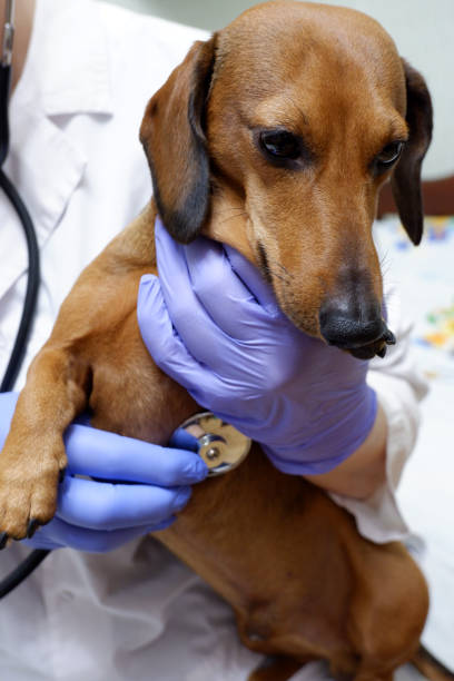 istock Veterinarian examines the dog with a stethoscope 1311630680