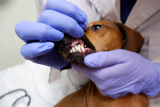 istock Veterinarian examines the dog's teeth 1311630681