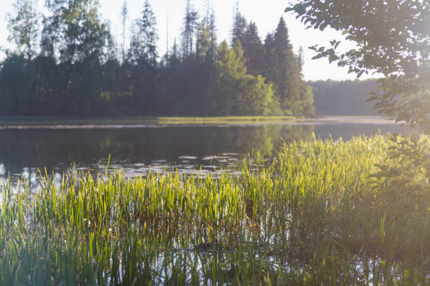 istock A river or lake with a calm smooth surface on a quiet summer day in the evening 1311631277