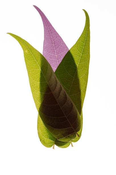 istock Multi Layered Translucent Green plant Leaves with a violet spot on white backgrounds 1311631399