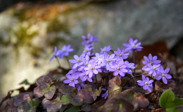 Anemone hepatica Liverleaf -Spring flower, Oslo Norway Hepatica Nobilis Liverleaf -Spring flower on a hill in the forest, Blåveis forest floor photos stock pictures, royalty-free photos & images