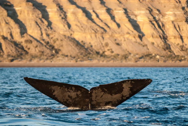 istock Orca, patagonia, Argentina 1311632785