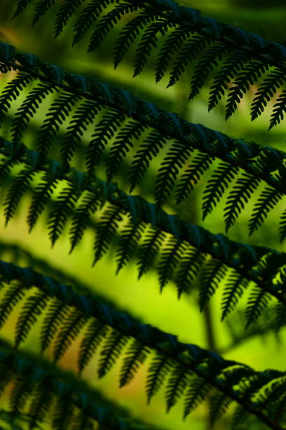 istock Ferns, Rayol Estate, Var 1311633988