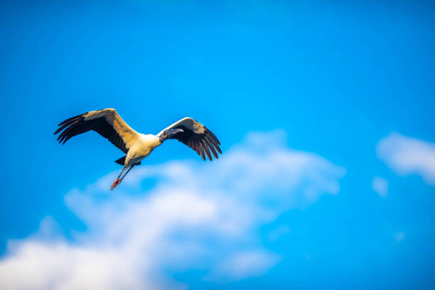 istock Wood Stork in Flight 1311635038