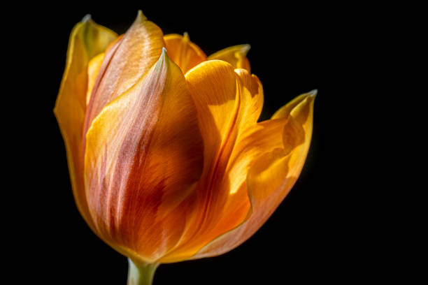 istock tulip flower isolated on black 1311635083