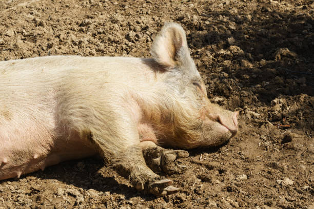 Sleeping sow in the dirt on a farm. Soaking up the sun. Top half of body visible.